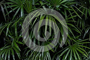 Various green leaves can be used for a background.