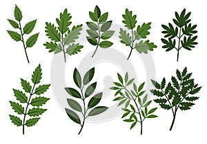Foliage clip art. photo