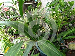 Various green plants in flower garden