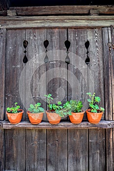 Various green young flowers in ceramic pots over a wooden background