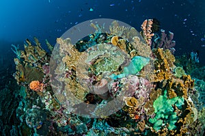 Various hard coral reef and Callyspongia sponge in Gorontalo, Indonesia underwater photo.
