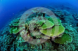 Various hard coral reefs in Banda, Indonesia underwater photo