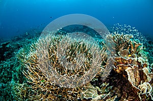 Various hard coral reefs in Banda, Indonesia underwater photo photo
