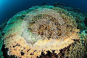 Various hard coral reefs in Banda, Indonesia underwater photo photo