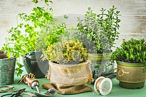 Various herbal plants for the garden or windowsill