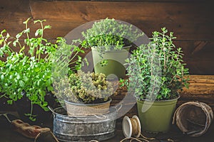 Various herbal plants for the garden or windowsill on wooden background