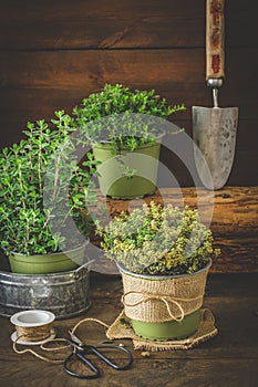 Various herbal plants for the garden or windowsill on wooden background