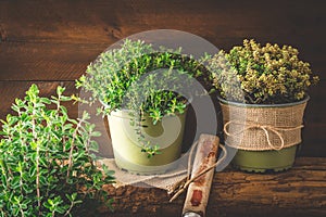 Various herbal plants for the garden or windowsill on wooden background