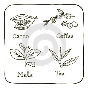 Various herbals - coffee, mate, cacao and tea