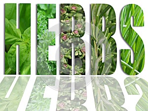 Various herbs in letters of the word HERBS, collection of fresh green herbs in text shape