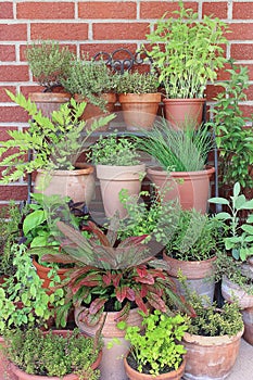 Various herbs in pots