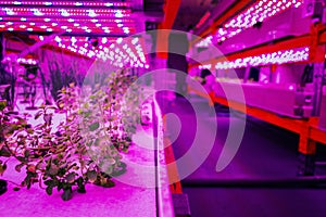 Various herbs and vegetables grow under special LED lights belts in aquaponics system combining fish aquaculture with hydroponics