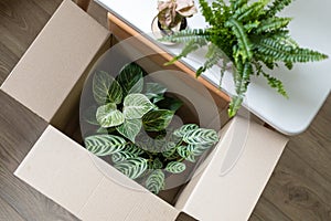 Various home plants in cardboard box, top view. New plants delivery.