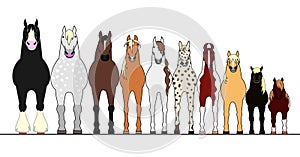 Various horses lining up in height order