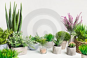 Various house plants in different pots against white wall photo