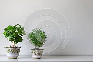 Various house plants in different pots against white wall. Indoor potted plants background with copy space.