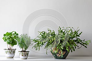 Various house plants in different pots against white wall. Indoor potted plants background with copy space.