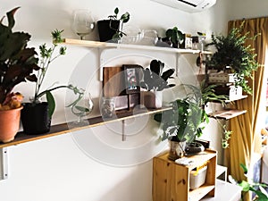 Various house plants in different pots against white wall. Indoor potted plants background with copy space. Modern room decoration