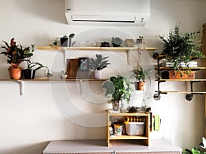 Various house plants in different pots against white wall. Indoor potted plants background with copy space. Modern room decoration