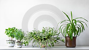 Various house plants in different pots against white wall. Indoor potted plants background. Modern room decoration