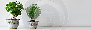 Various house plants in different pots against white wall. Indoor potted plants background. Modern room decoration