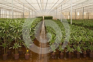 Various hydroculture house plants photo