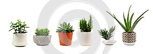 Various indoor cacti and succulents in pots isolated on white