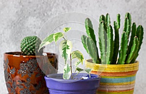 Various indoor plants on a background of gray concrete wall