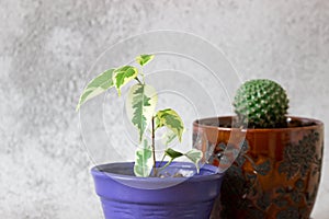 Various indoor plants on a background of gray concrete wall