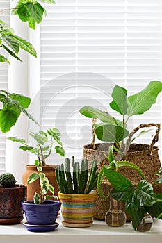 Various indoor plants in pots and a bamboo basket on the windowsill