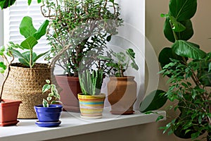 Various indoor plants in pots and a bamboo basket on the windowsill