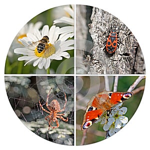 Various insects in a collage