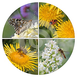 Various insects in a collage