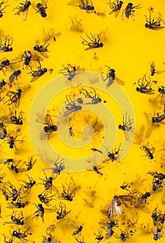 various insects stuck on a yellow sticky sheet