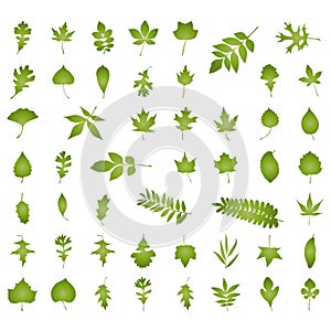 Various kind of natural leaf