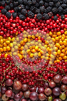 Various kinds of berries