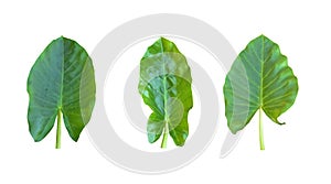 Various kinds, collections Large heart shaped green leaves of Elephant ear or taro leaf Colocasia species the tropical foliage p