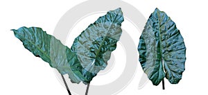 Various kinds, collections Large heart shaped green leaves of Elephant ear or taro leaf Colocasia species the tropical foliage p
