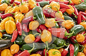 Various Kinds of Colorful Spicy Peppers