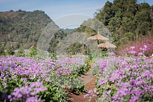 Various kinds of flowers