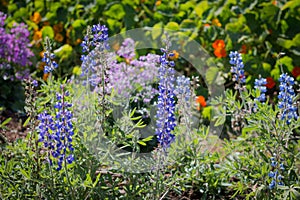 Various kinds of flowers