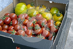 Various kinds of ripened tomatoes in one box, red fruits after harvest, tasty food, ready to eat