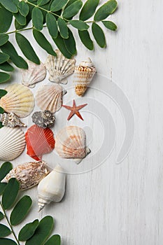 Various Kinds Shapes of Beautiful Flat Spiral Sea Shells Star Locust Tree Branches with Green Leaves on White Wood. Summer Spring