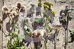 Various kinds of wild flowers on the ground arranged in a row