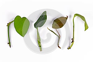 Various leaf and stem cuttings from tropical house plants used for propagation on white background