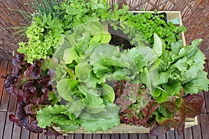 Various lettuces and herbs