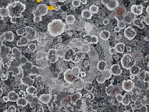 Various lichen on granite