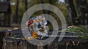 Various lovely vintage Baltic amber earrings hang beautifully from a crystal rose that stands on a dark tree stump in the autumn f