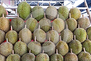 Various Malaysian quality durian on display at market stand