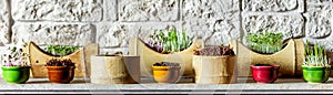 Various microgreens in front of a brick wall photo